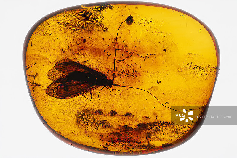 琥珀中的昆虫图片素材