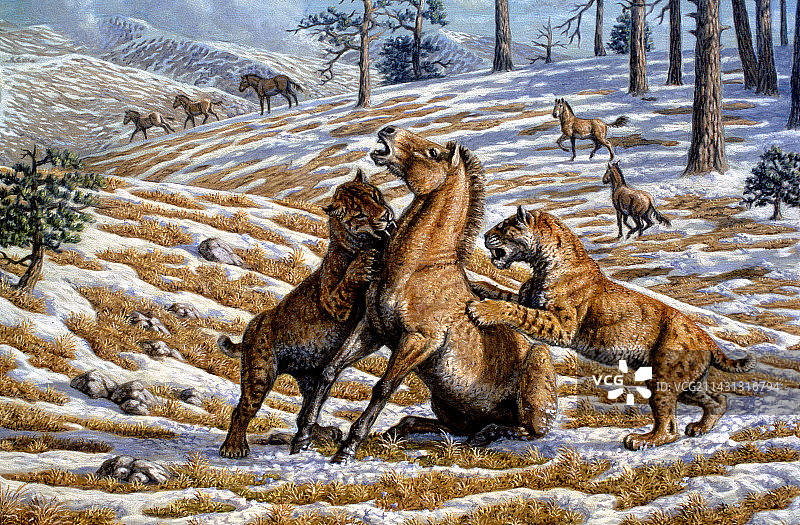 剑齿虎袭击马图片素材
