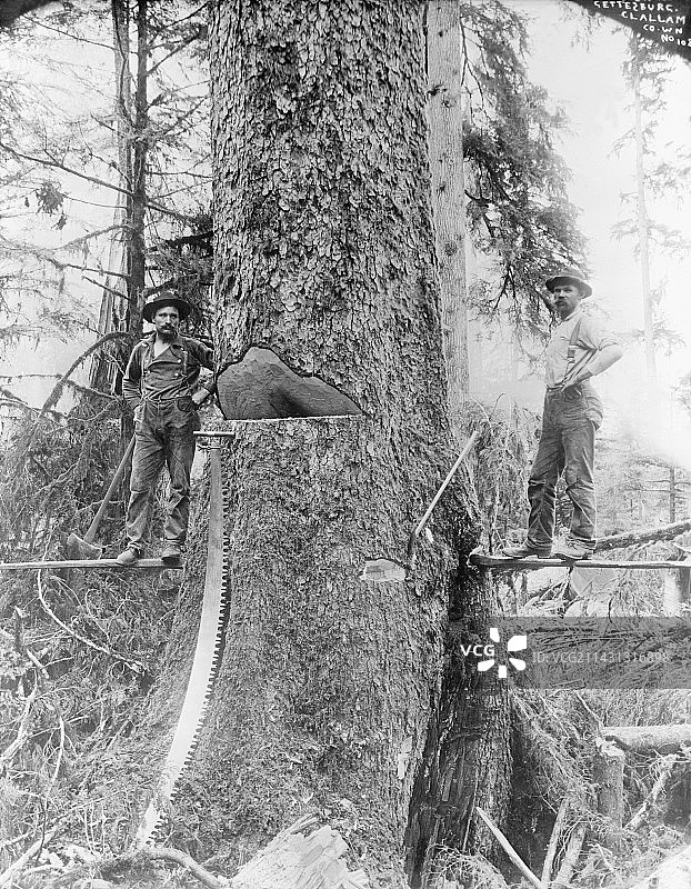 20世纪早期的美国林业图片素材