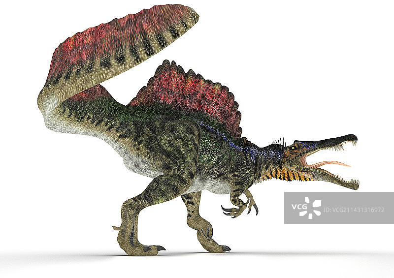 棘龙恐龙插图图片素材