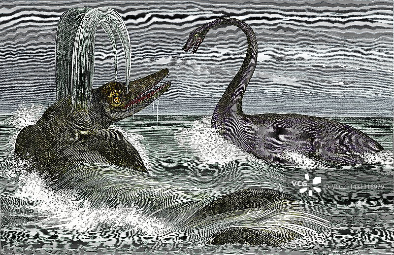 鱼龙和蛇颈龙图片素材