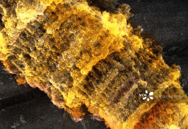 果蝇巨大（多线）染色体的扫描电镜照片图片素材