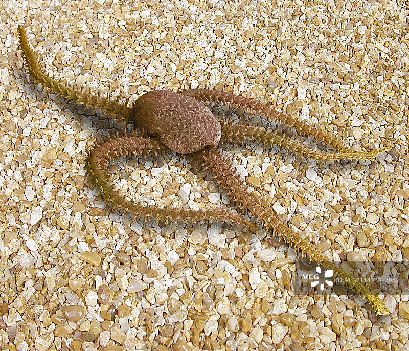 海星，扫描电镜图片素材