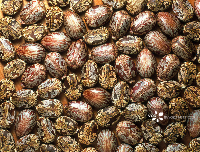 蓖麻油植物种子图片素材