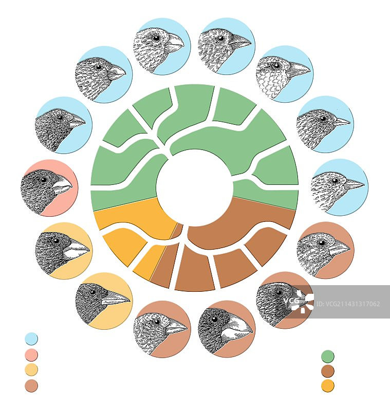 加拉帕戈斯雀艺术作品图片素材