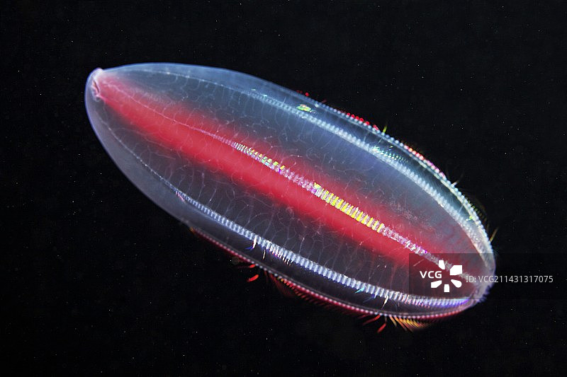 栉水母图片素材