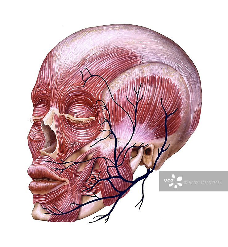 面部神经解剖结构图图片素材