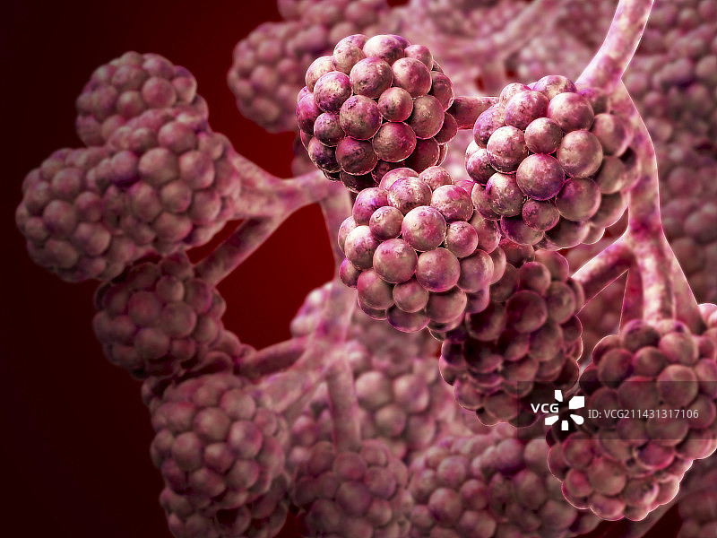 肺泡结构示意图图片素材