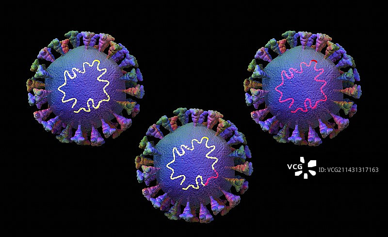 冠状病毒颗粒的重组，图示图片素材
