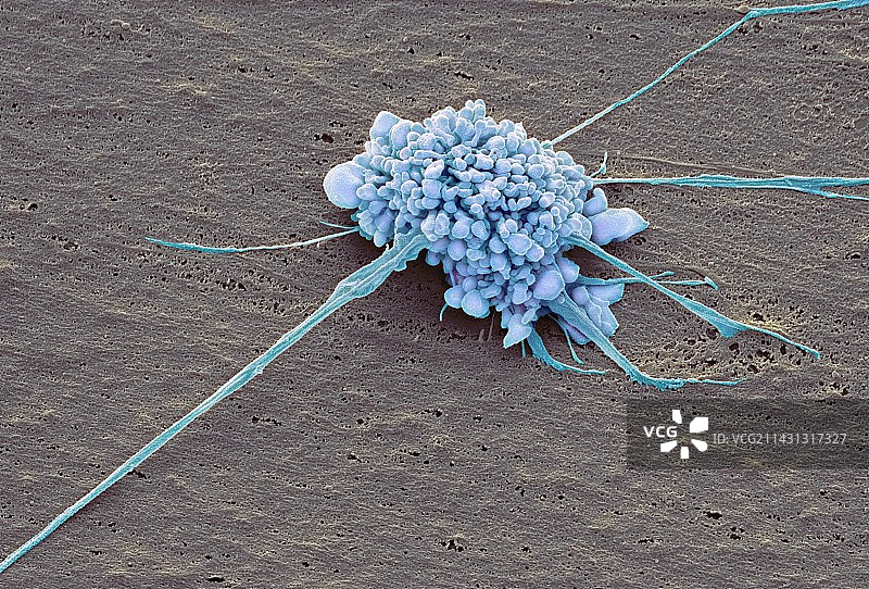 干细胞扫描电镜图图片素材