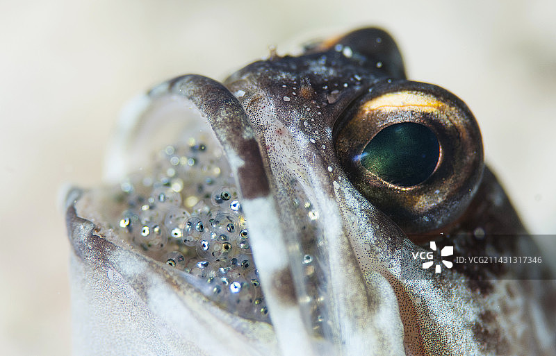 口中孵蛋的颌针鱼图片素材