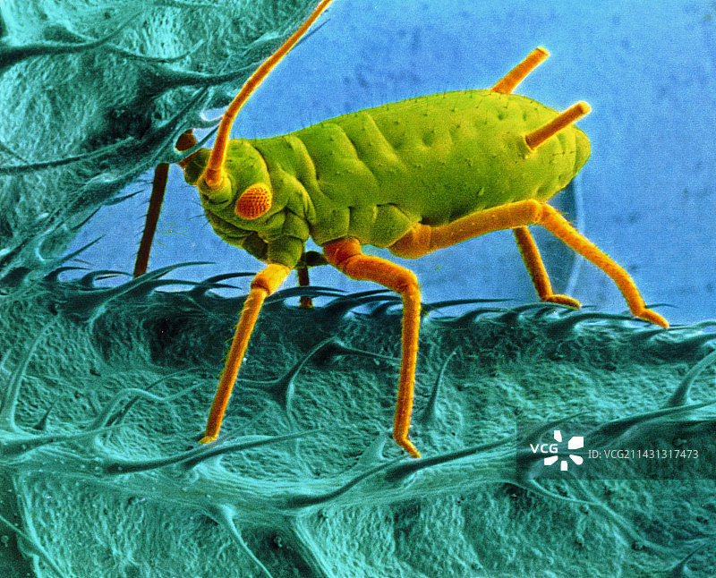 荨麻蚜虫在荨麻植物上的彩色扫描电镜图像图片素材