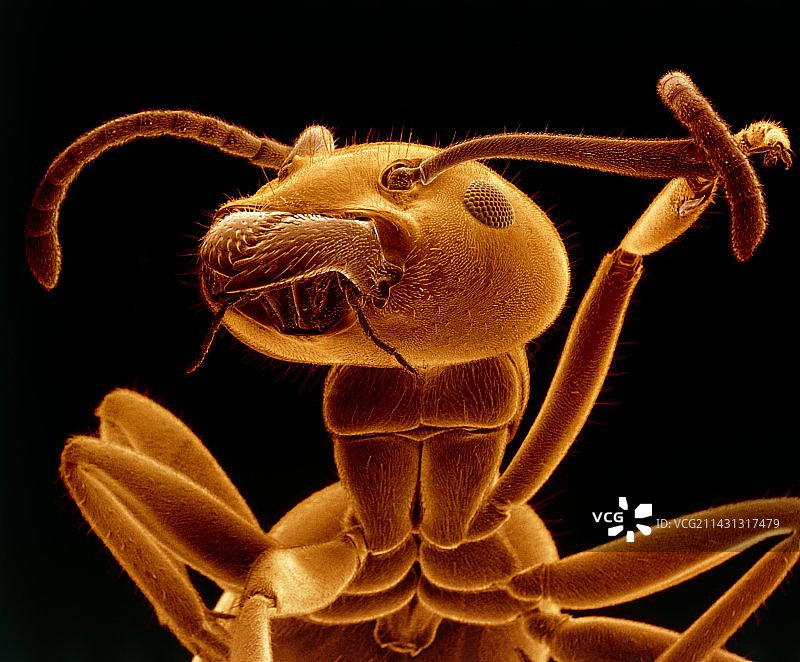 天鹅绒树蚁头部的扫描电镜图图片素材