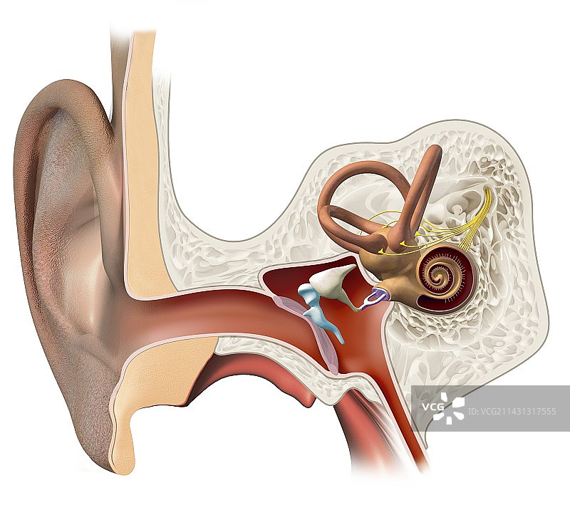 人耳解剖结构图图片素材