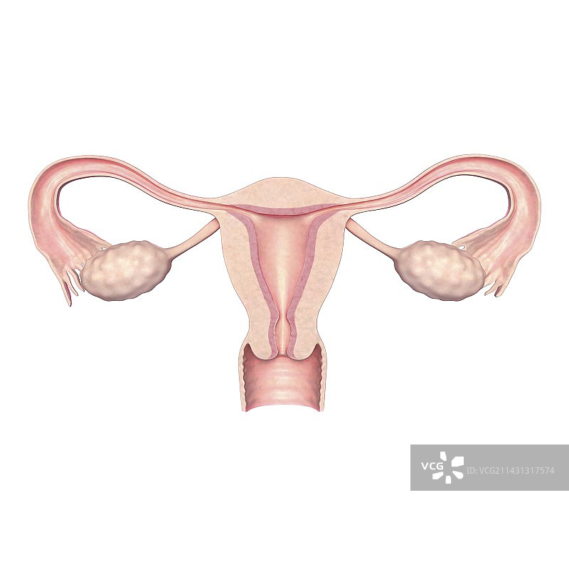 女性生殖系统插图图片素材