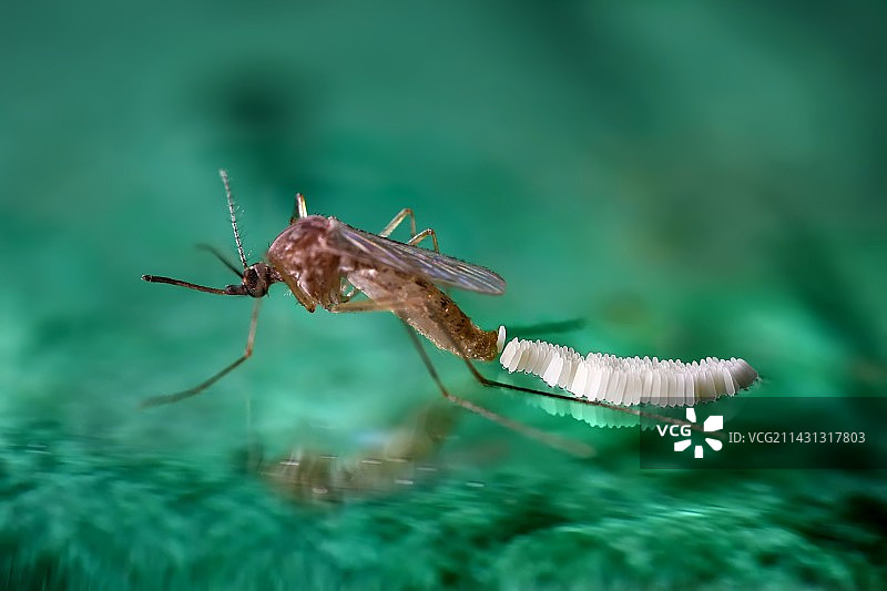 五带淡色库蚊产卵图片素材