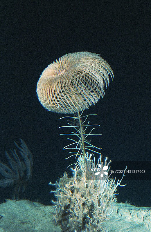 海百合图片素材