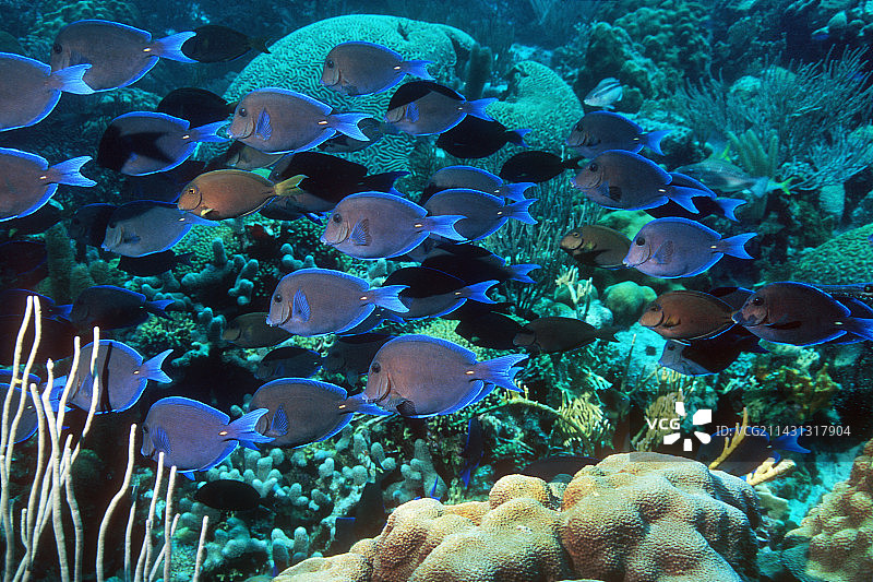 蓝唐鱼群图片素材