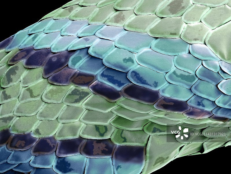 蛇皮扫描电镜图图片素材