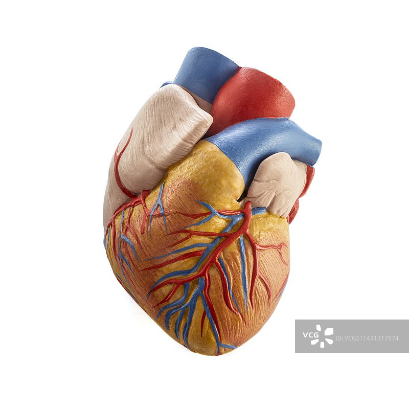 心脏解剖模型图片素材