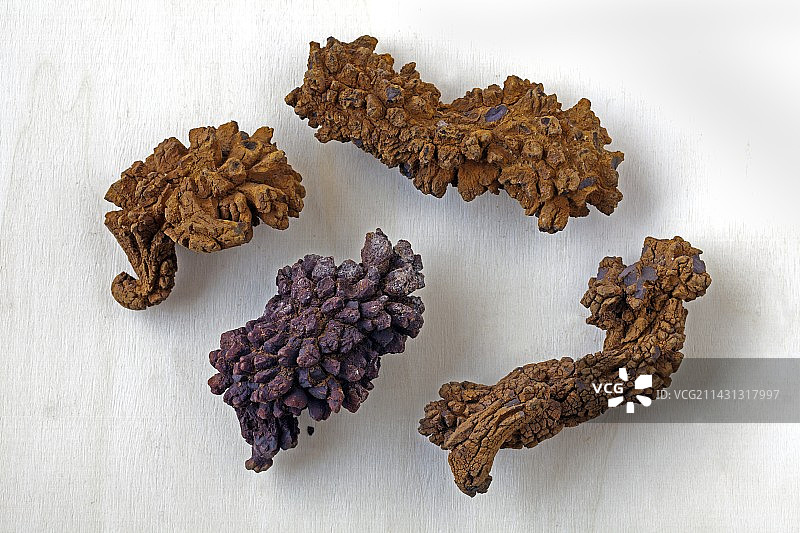 龟粪化石I图片素材