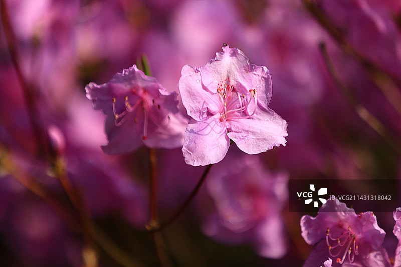 春天盛开的杜鹃花图片素材