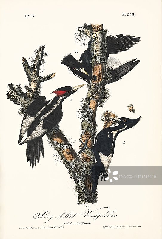 象牙喙啄木鸟艺术作品图片素材