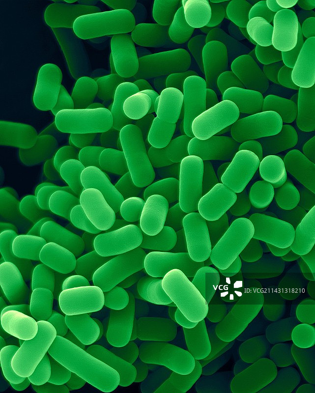 植物乳杆菌，细菌，扫描电子显微镜图片素材