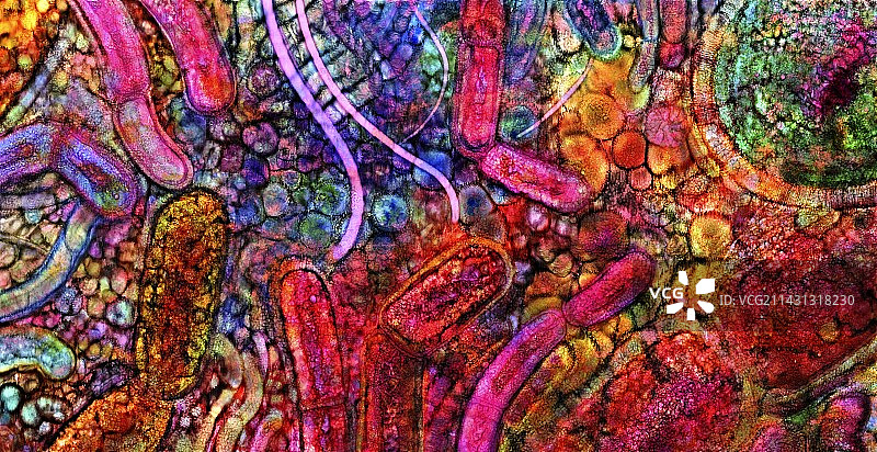 人类微生物群概念图图片素材