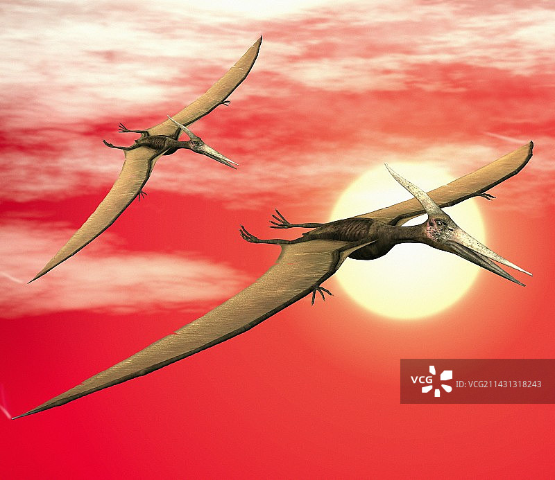 飞行的翼龙图片素材
