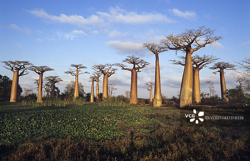 猴面包树图片素材