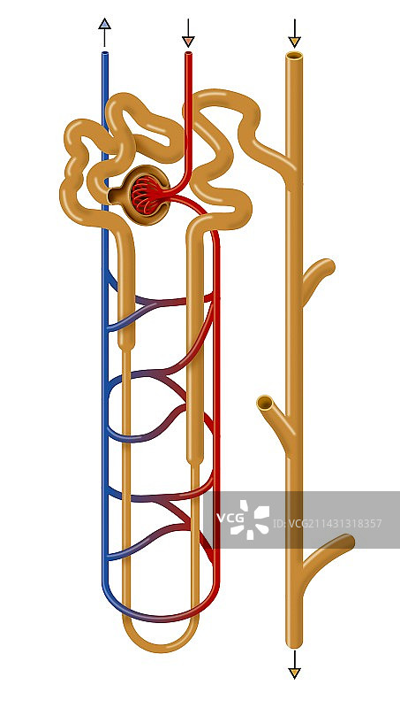 肾单位结构图片素材