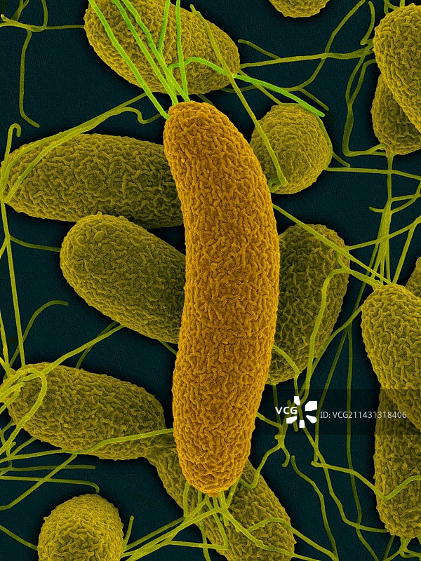 费氏弧菌共生细菌SEM图像图片素材