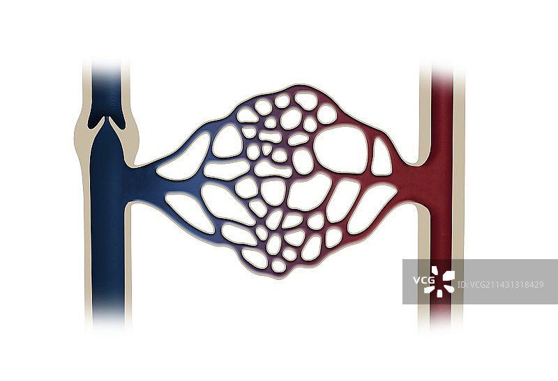 毛细血管系统插图图片素材