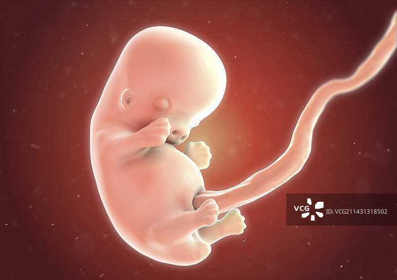 8周人类胎儿插画图片素材
