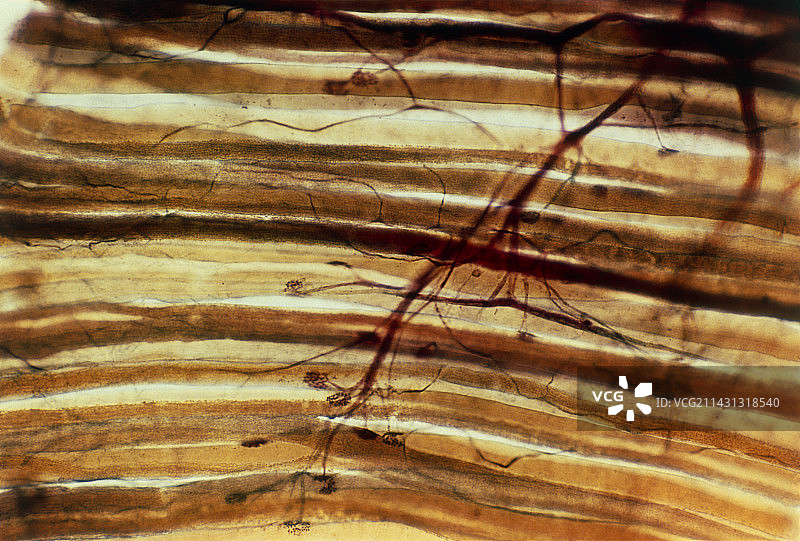 肌肉神经末梢图片素材