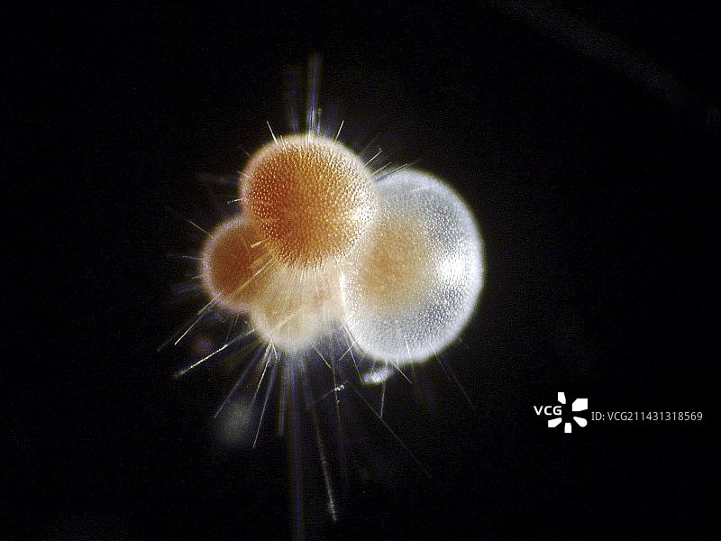 浮游有孔虫图片素材