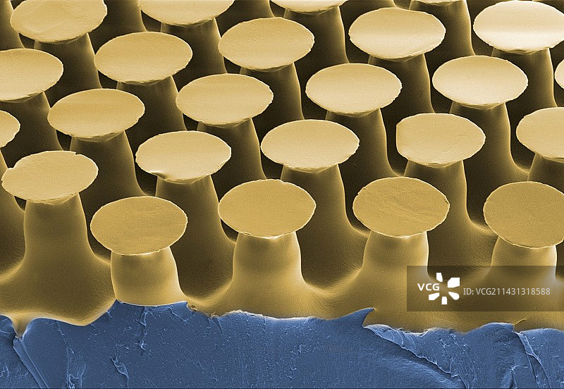 人造壁虎脚掌粘合剂图片素材