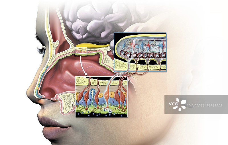 嗅球解剖结构艺术图图片素材
