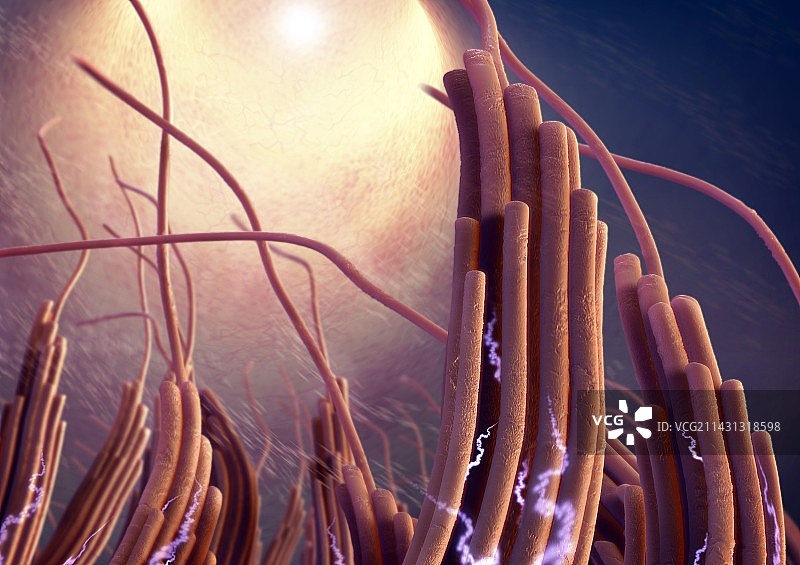 受损的前庭纤毛立体图图片素材