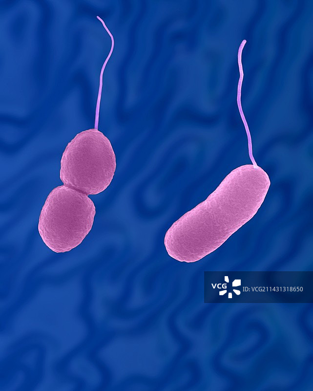 副溶血性弧菌杆状原核生物扫描电镜图图片素材