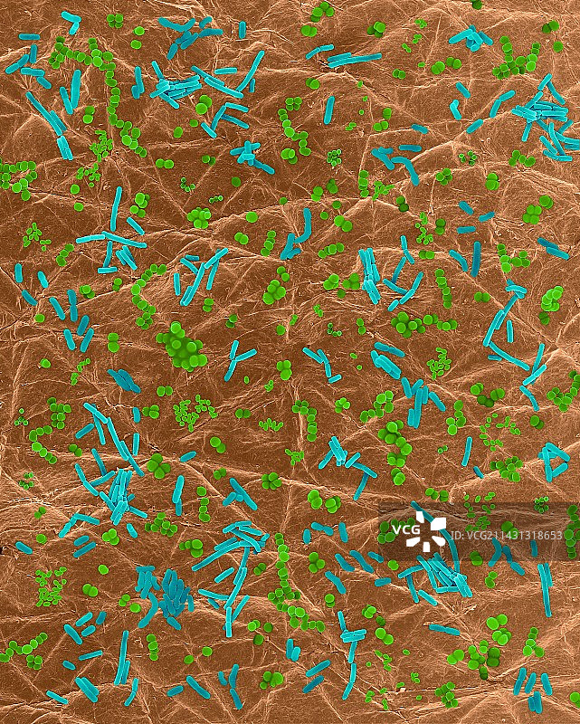 人体皮肤上的细菌（扫描电子显微镜图像）图片素材
