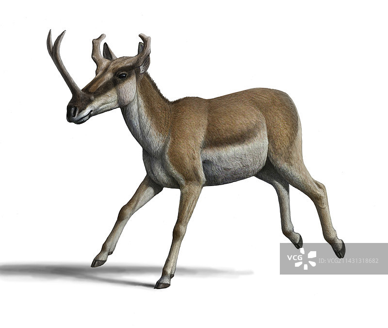 Synthetoceras插图图片素材