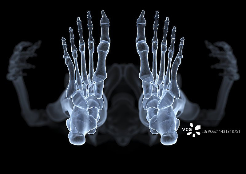 从下方看到的骨骼X光艺术作品图片素材