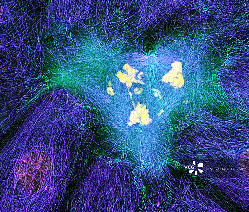 异常有丝分裂图片素材