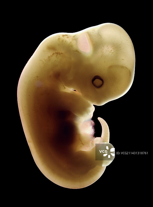 猫胚胎图片素材