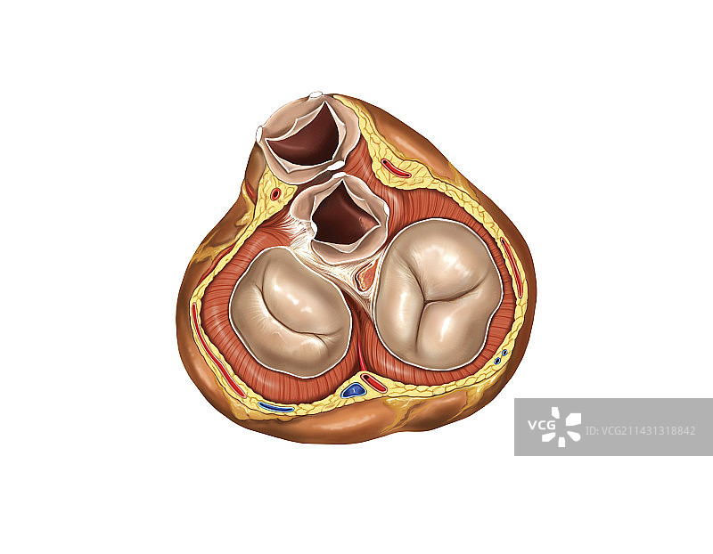 心脏收缩期瓣膜图图片素材