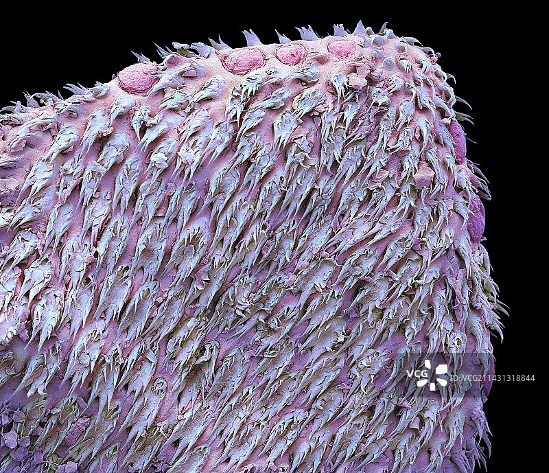 普通伏翼蝙蝠的舌头，扫描电镜图片素材