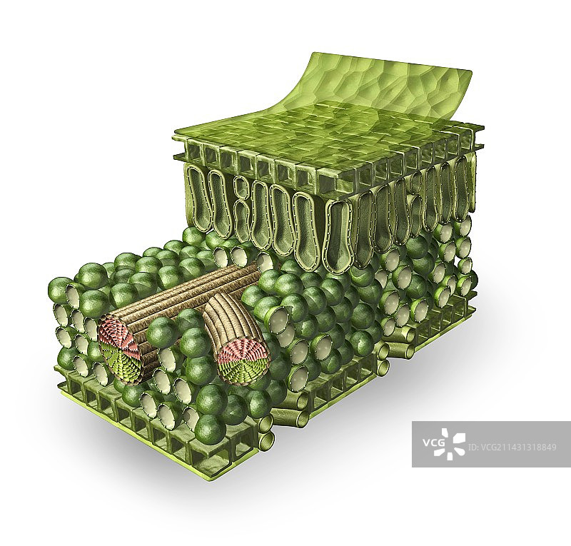 植物叶子结构插画图片素材