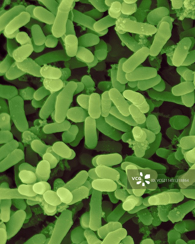 麻风分枝杆菌杆状原核生物扫描电镜图图片素材